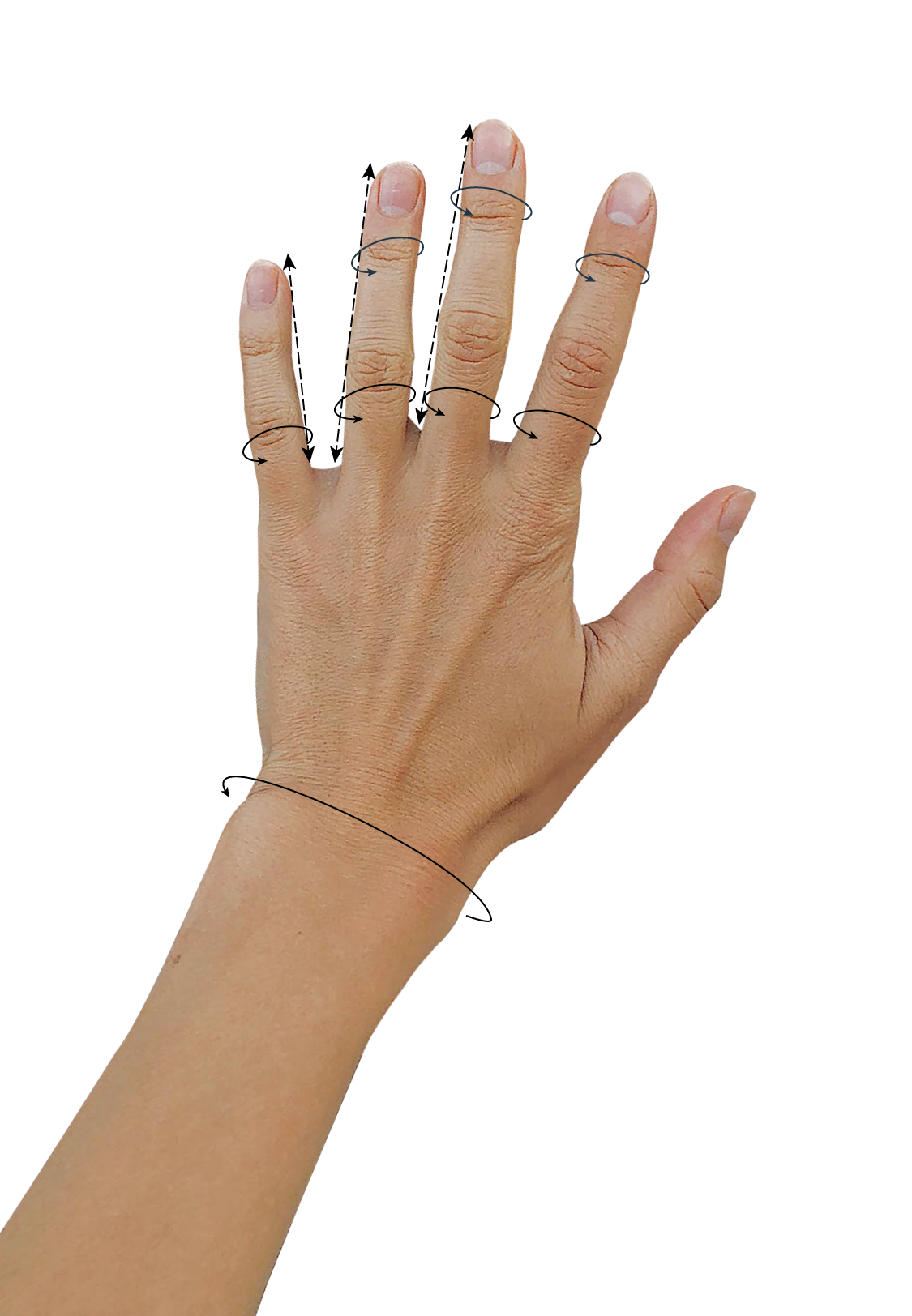 mesure hand wrist from smartphones