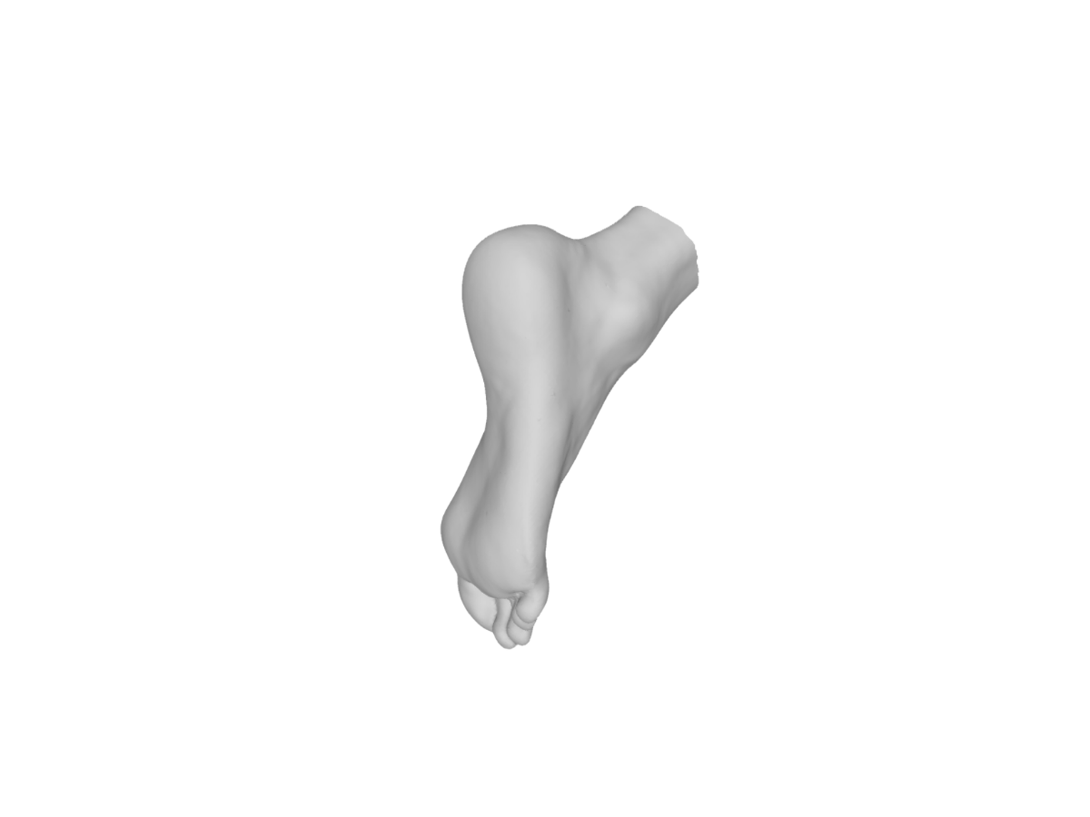Modèle 3D Pied